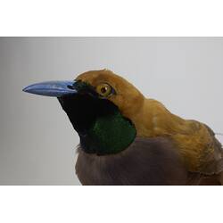 <em>Paradisaea decora</em>, Goldie's Bird-of-Paradise. [45559]