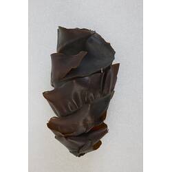 <em>Heterodontus portusjacksoni</em>, Port Jackson Shark. [A 15799]
