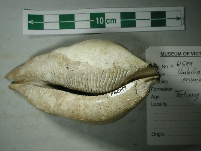 <em>Umbilia (Umbilia) eximia</em>, fossil gastropod.  Registration no. P61599.
