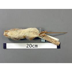 Ventral view of rat study skin with specimen labels.