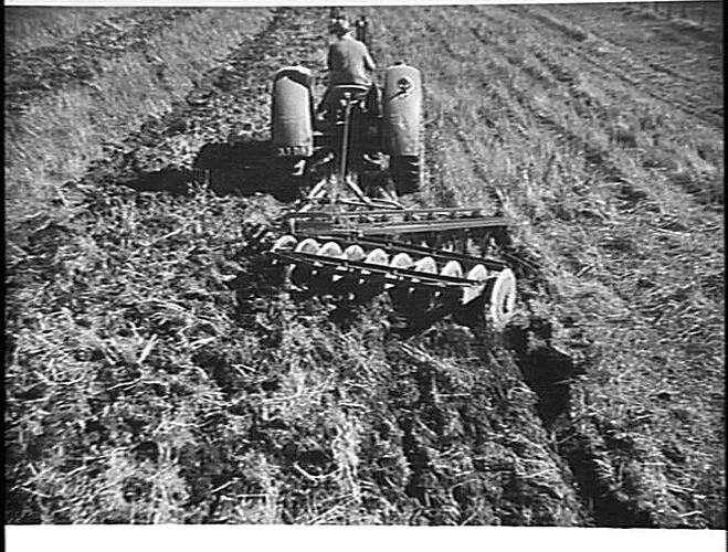 A 20-DISC `SUNMASTER' TANDEM DISC HARROW IN THE FIRST WORKING OF LAND CARRYING THE STUBBLE FROM A 16-BAG CROP. THE PROPERTY IS AT OAKLANDS JUNCTION NEAR MELBOURNE, AND IS FARMED BY MESSRS. HENDERSON BROS. OF DONNYBROOK: APRIL 1950