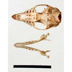 Dunnart skull and lower jaw, external internal visible.