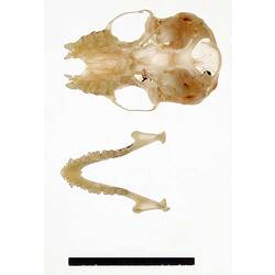 Bat lower jaw beside skull, oriented with teeth visible.