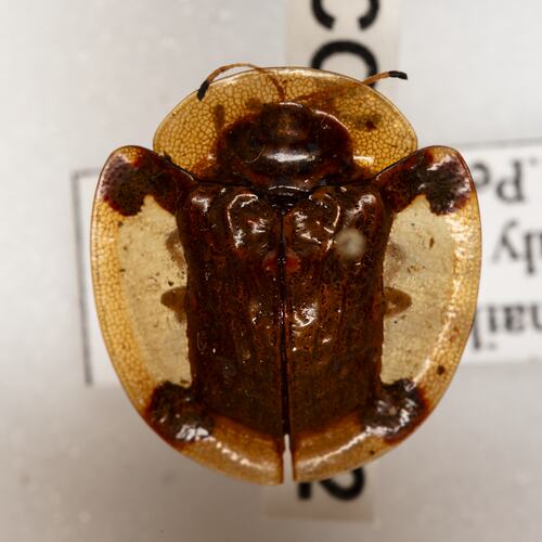 <em>Aspidimorpha</em> sp., tortoise beetle. [COL 143692]