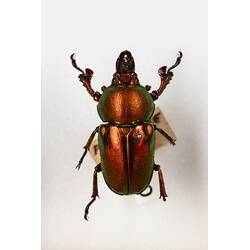 Our Wondrous Planet, Our Wild Family: Dry Specimen - Stag beetle, <em>Lamprima aurata</em> Latreille, 1817