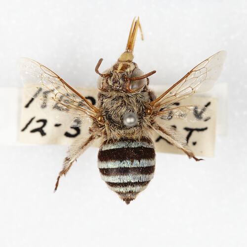 <em>Amegilla</em> sp., blue-banded bee. [HYM 99150]