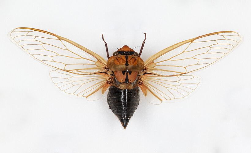 <em>Cyclochila australasiae</em>, Greengrocer. [HEM 157]