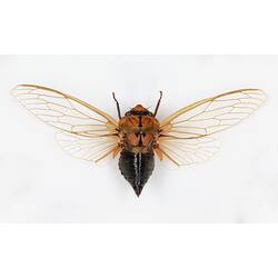 Our Wondrous Planet, Our Wild Family: Dry Specimen - Greengrocer, <em>Cyclochila australasiae</em> (Donovan, 1805)