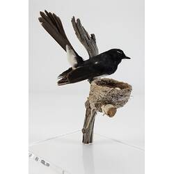 Black and white bird taxidermy specimen and nest mounted on a branch.