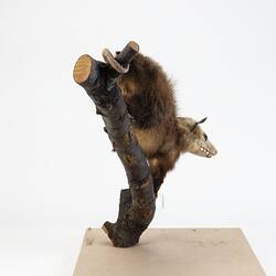 <em>Didelphis virginiana</em>, Virginia Opossum. [C 28888]