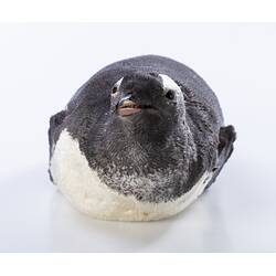 <em>Pygoscelis papua papua</em>, Gentoo Penguin. [B 21023]