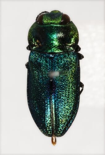 <em>Anthaxia salicis</em>, Pasture Splendour Beetle. [BUP 2312]