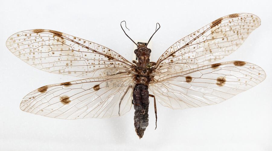 <em>Archichauliodes Riekochauliodes neoguttiferus</em>, dobsonfly. [MEG 45]