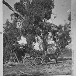 Photograph - 'Drooping Acacias', by A.J. Campbell, Riverina, New South Wales & Victoria, Jun 1895
