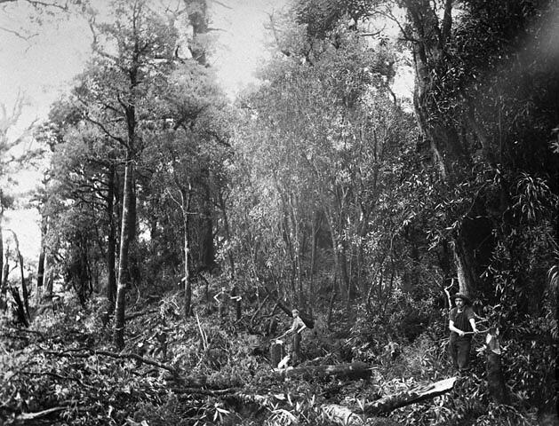 Photograph - Two Axemen Tree Felling in Tawari Bush, Maunga Lauwea ...