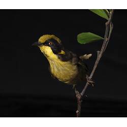 <em>Lichenostomus melanops cassidix</em>, Helmeted Honeyeater. [59780]