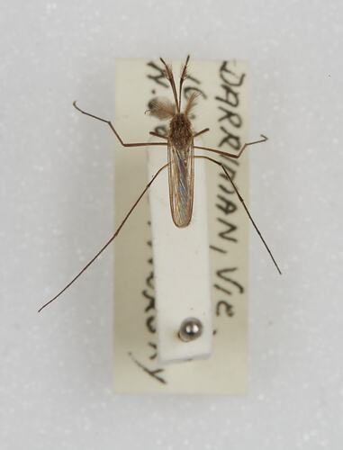 <em>Aedes Ochlerotatus imperfectus</em>, Mosquito. [DIP 2036]