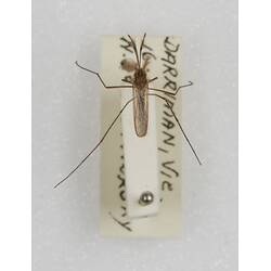 Our Wondrous Planet, Our Wild Family: Dry Specimen - Mosquito, <em>Aedes (Ochlerotatus) imperfectus</em> Dobrotworsky, 1962