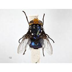 Dorsal view of pinned blowlfy specimen.