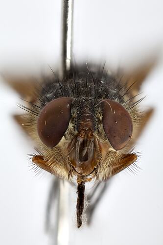Head front view of pinned blowlfy specimen.