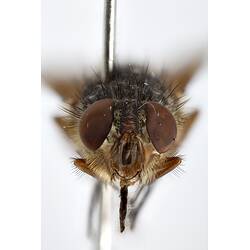 Head front view of pinned blowlfy specimen.