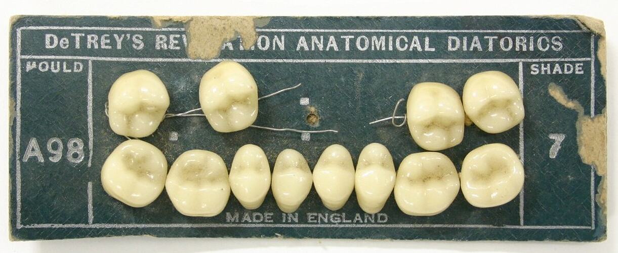 Twelve artificial teeth (cuspids and molars).
