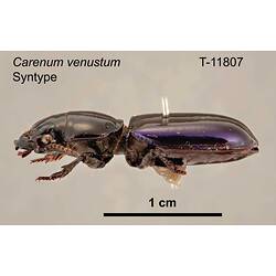 Beetle specimen, lateral view.