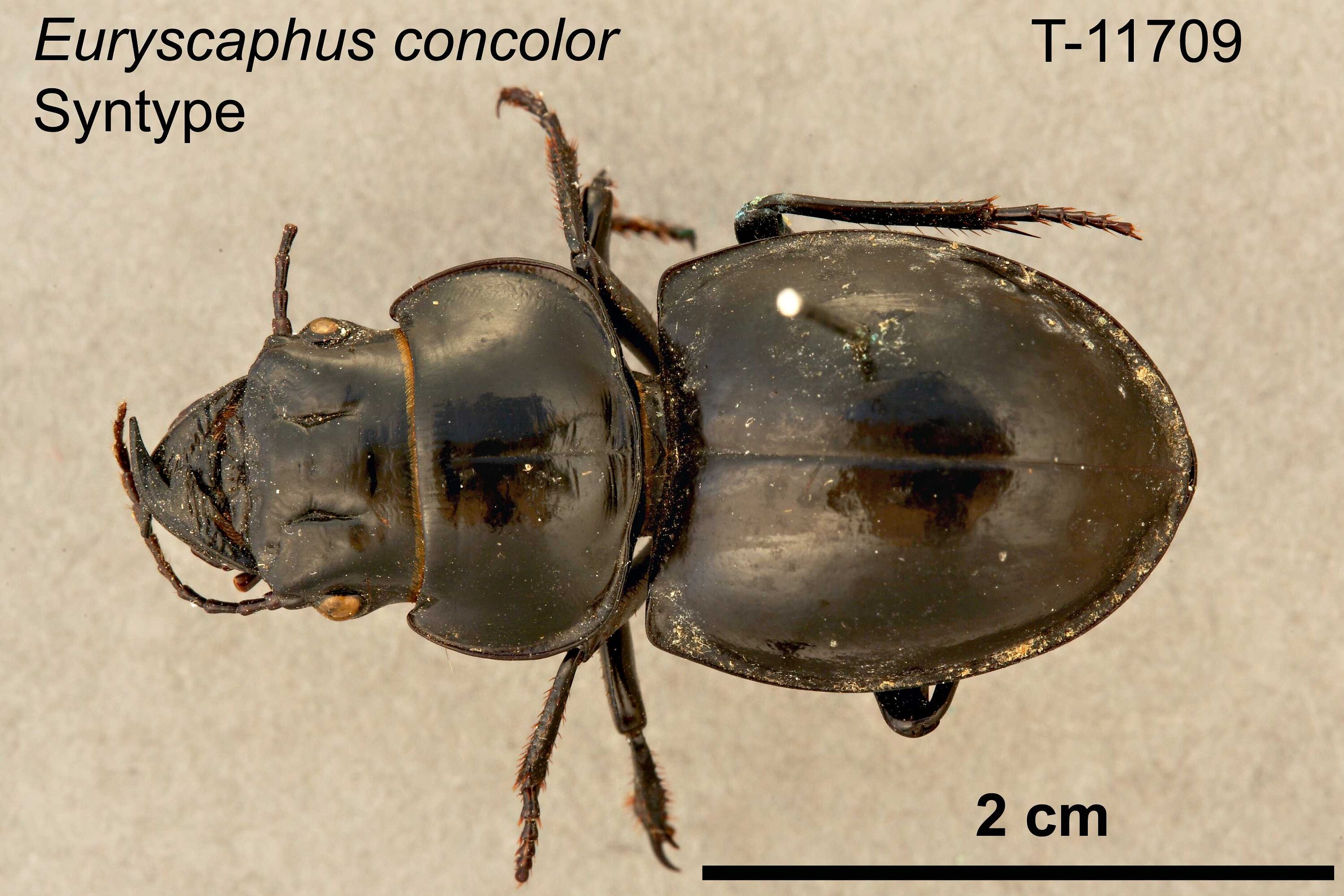 Euryscaphus concolor Sloane, 1894