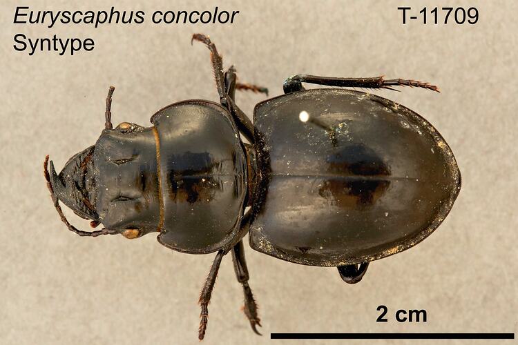 Beetle specimen, dorsal view.