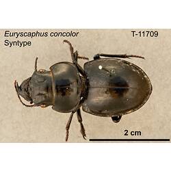 Beetle specimen, dorsal view.