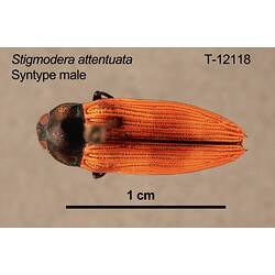 Pinned jewel beetle specimen, male, dorsal view.