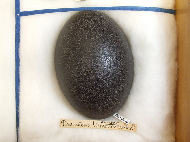 Black bird egg in box.