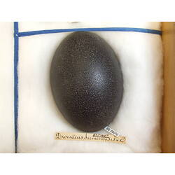 Black bird egg in box.