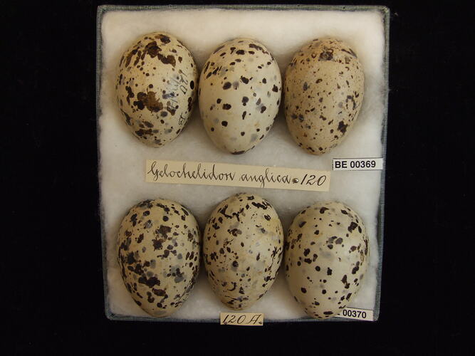 Six bird eggs with specimen labels in box.