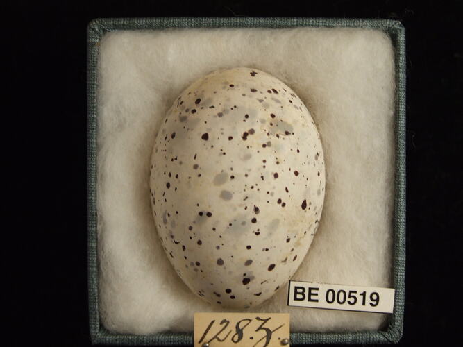 Bird egg with specimen labels in box.