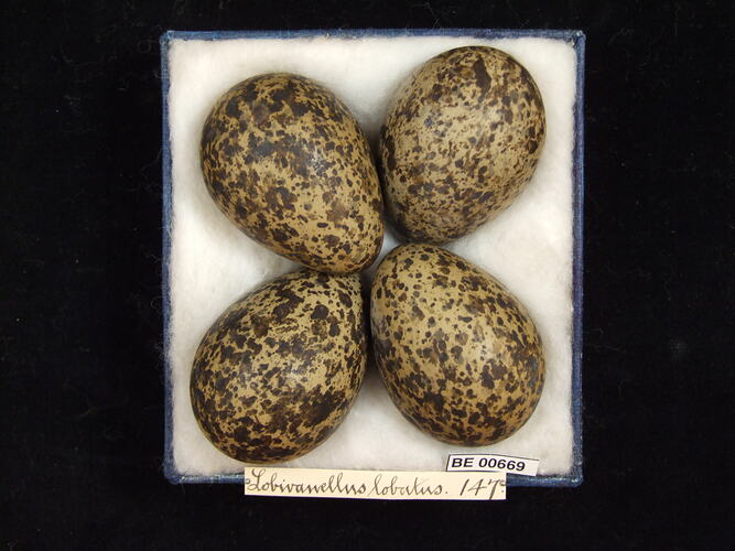 Four bird eggs with specimen labels in box.