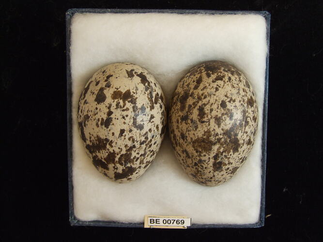 Two bird eggs with specimen labels in box.