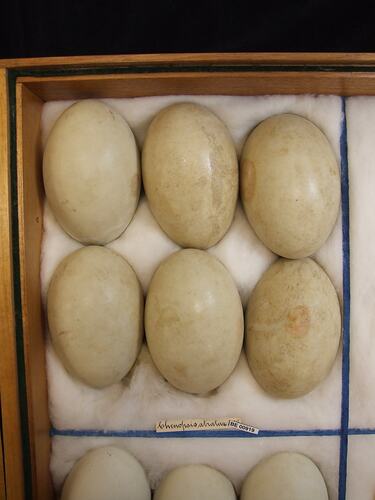 Close up of six bird eggs in drawer.