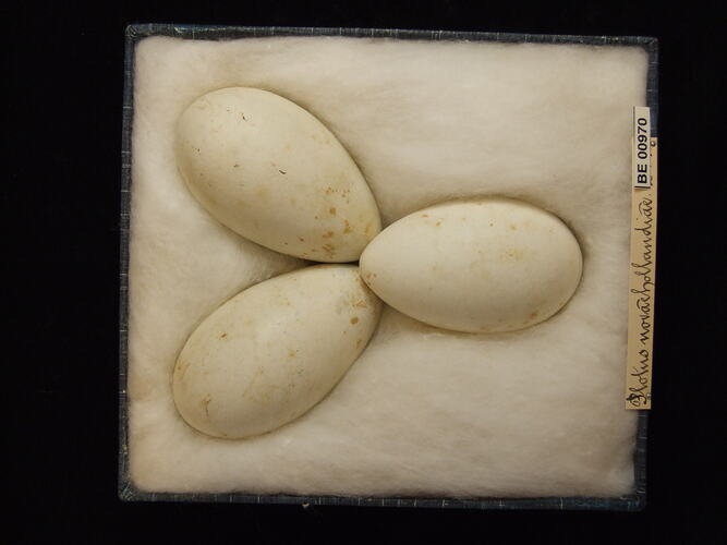 Three bird eggs with specimen labels in box.