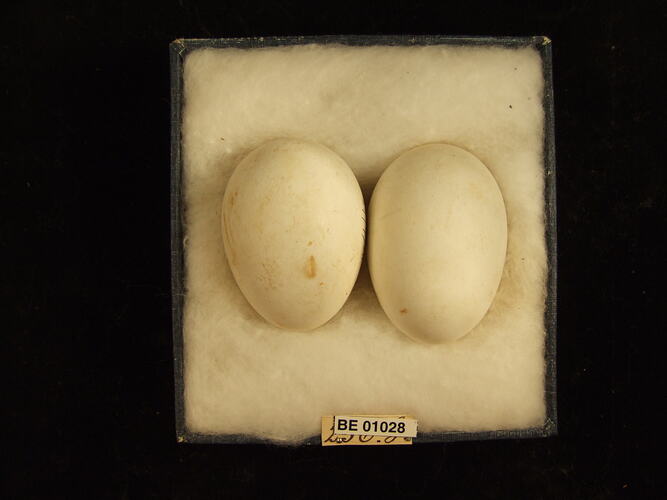 Two bird eggs and specimen label in box.