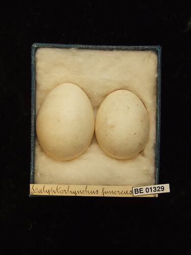 Two bird eggs with specimen labels in box.