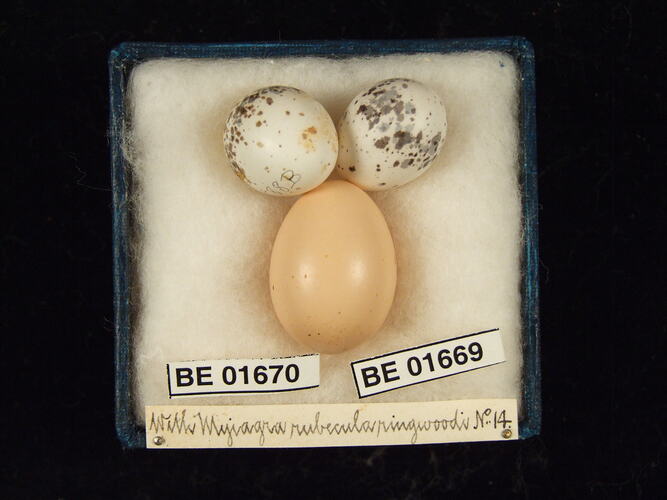 Three bird eggs with specimen labels in box.