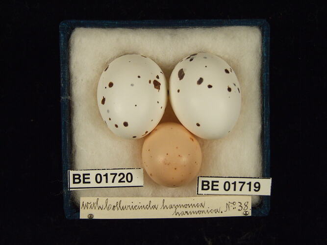 Three bird eggs with specimen labels in box.