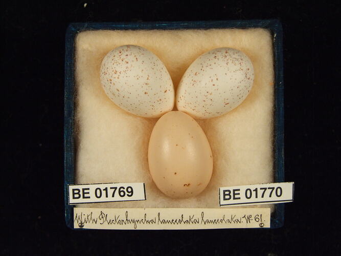 Three bird eggs with specimen labels in box.