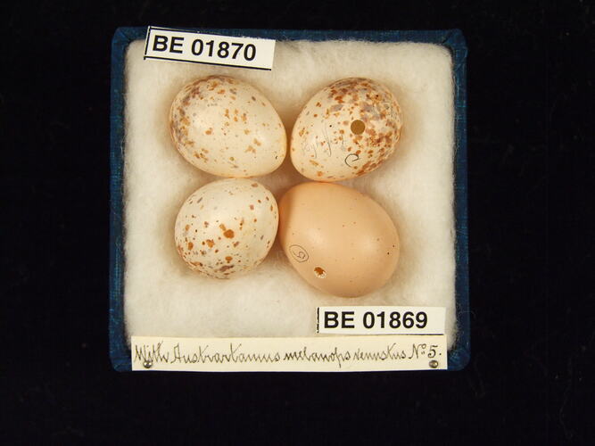 Four bird eggs with specimen labels in box.
