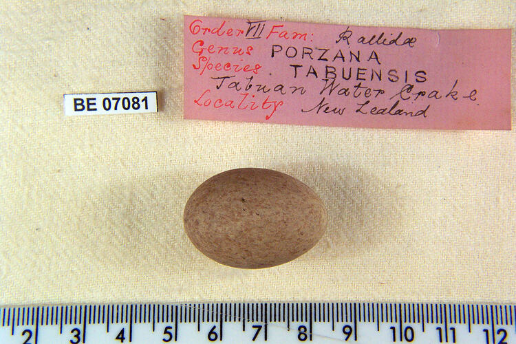 Bird egg with specimen labels beside ruler.