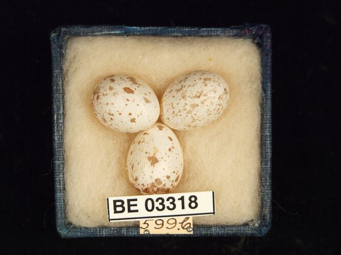 Three bird eggs in box with labels.