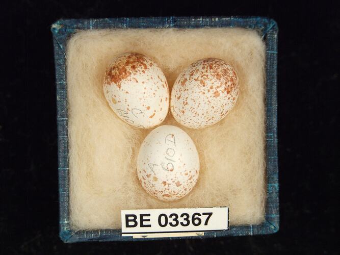 Three bird eggs in box with labels.