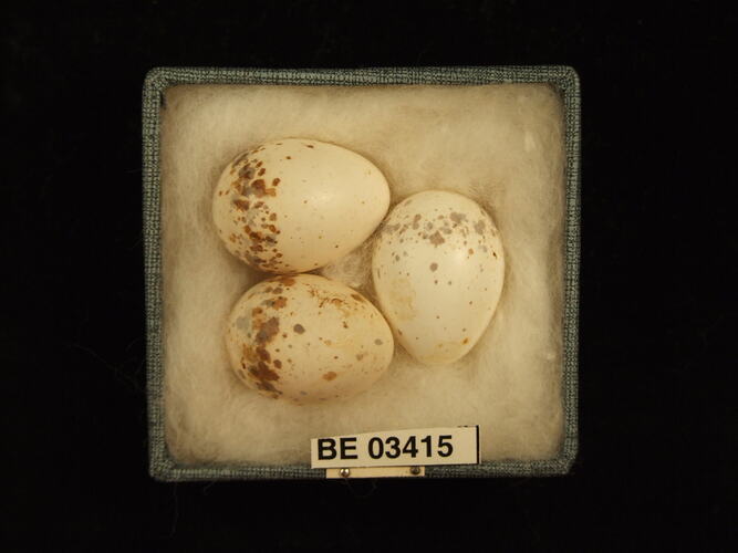 Three bird eggs in box with labels.