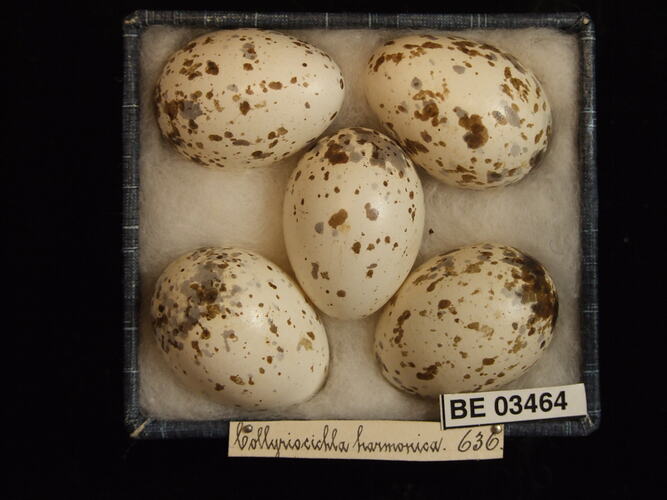 Five bird eggs in box with specimen labels.